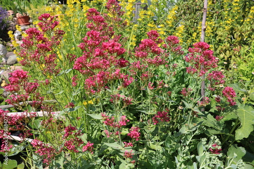 Centranthus ruber and Lysimachia punctata blooming in the garden, Germany 