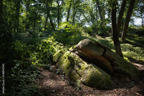 Large stones overgrown with moss in a forest with dense vegetation on a sunny summer day
