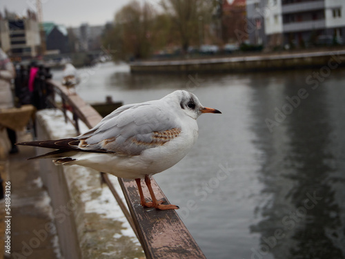 Seagulls sit on the bridge in the city of Kaliningrad.