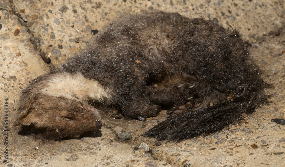 Obraz premium Beech marten (Martes foina), also known as the stone, house or white breasted marten. Road wars - The death of a animal under the wheels of cars.