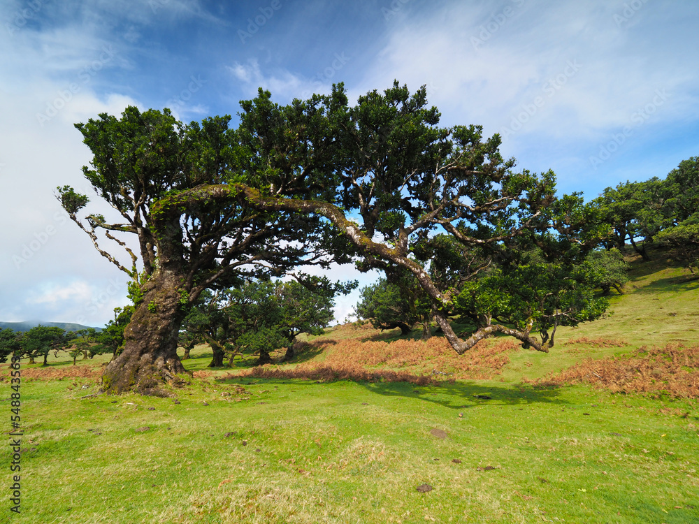 windschiefer Lorbeerbaum auf der Insel Madeira windschiefer Lorbeerbaum auf der Insel Madeira