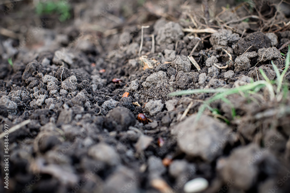 Bean seeds on the bed. Vegetable garden in spring. Organic farming. Bean seeds on the bed. Vegetable garden in spring. Organic farming.