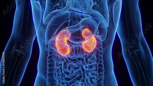 3d rendered medical animation of the kidneys of an adult male human