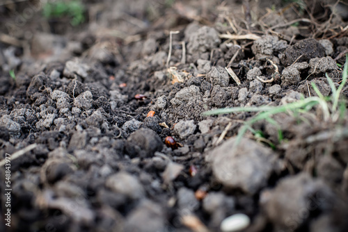 Wallpaper Mural Bean seeds on the bed. Vegetable garden in spring. Organic farming. Torontodigital.ca
