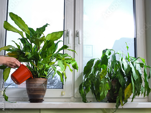 watering a spathiphyllum plant standing on a windowsill photo