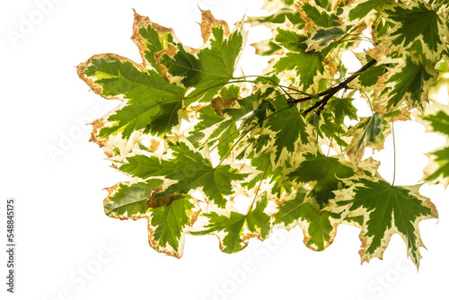 Green and white foliage of Norway Maple 'Drummondii' - Acer platanoides Variegata
