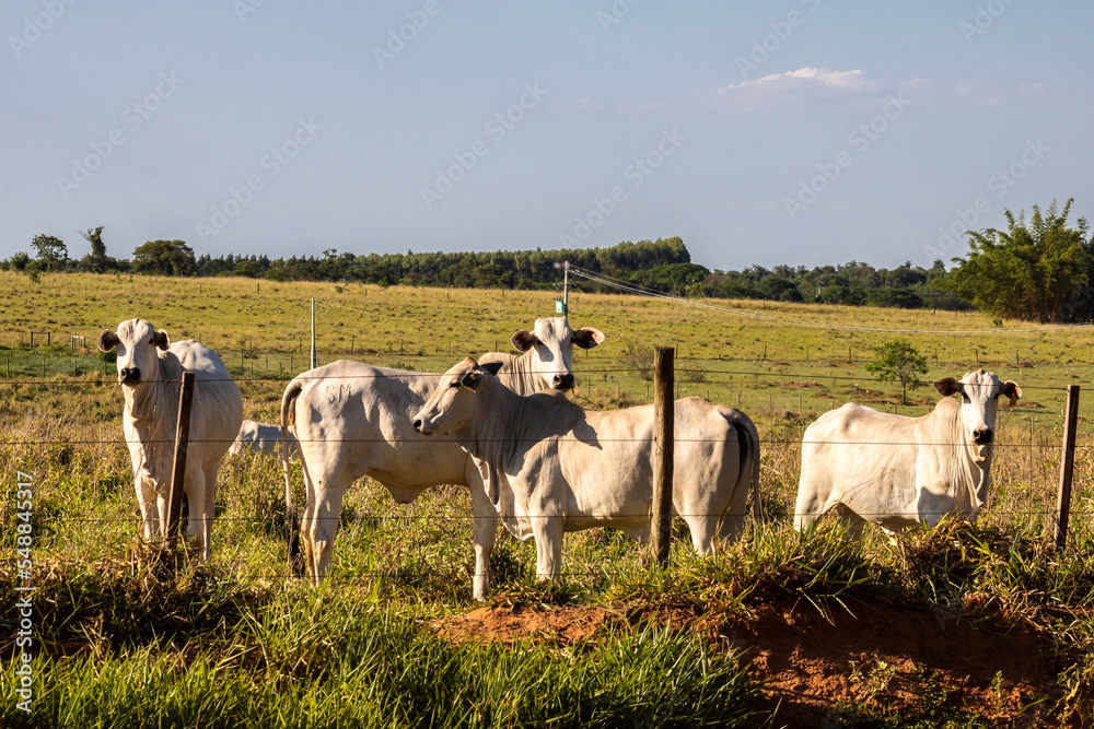 Herd of Nelore cattle grazing in a pasture on the brazilian ranch