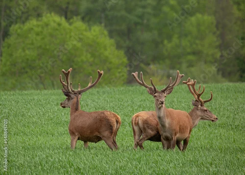 Fototapeta Jeleń jelenie lato