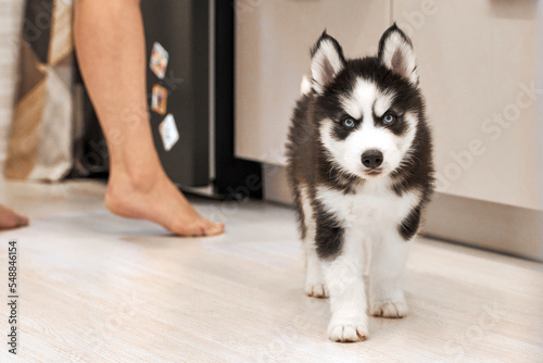 Portrait of siberian Husky puppy with blue eyes indoor at home. Cute pet.