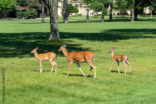 A White-tailed Doe Deer And Her Twin Fawns Standing In The Grass In Summer