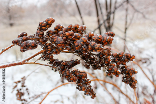 Tree branches crusted with ice after rain