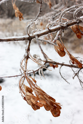 Tree branches crusted with ice after rain