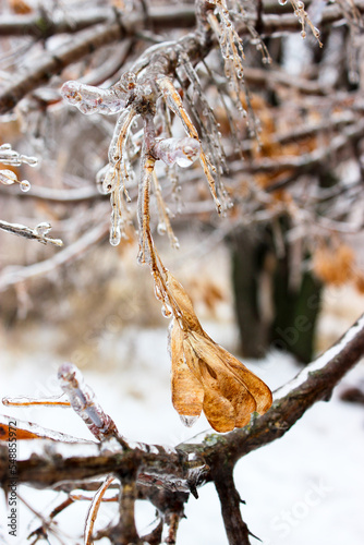 Tree branches crusted with ice after rain