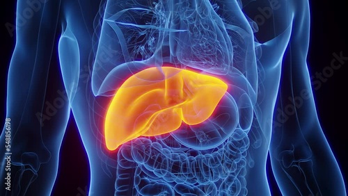 3d rendered medical animation of the liver of a healthy male human