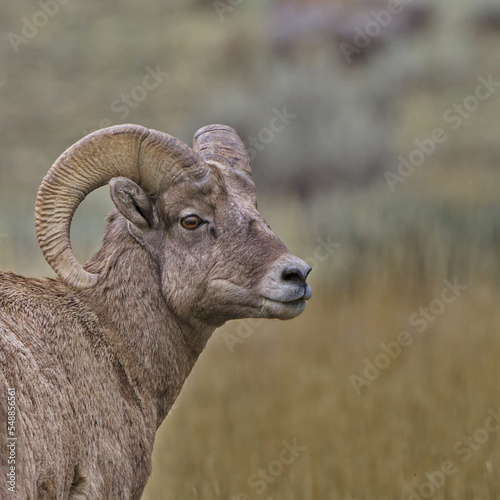 Bighorn sheep portrait from Gardiner, Montana, in United States
