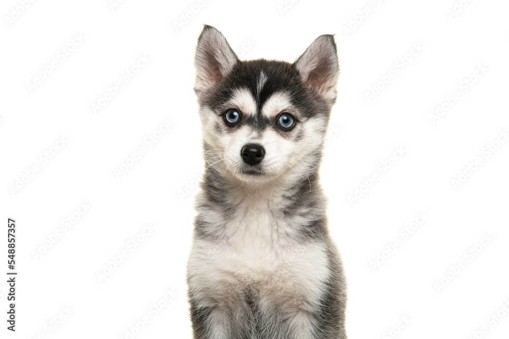 Portrait of a pomsky puppy isolated on a white background