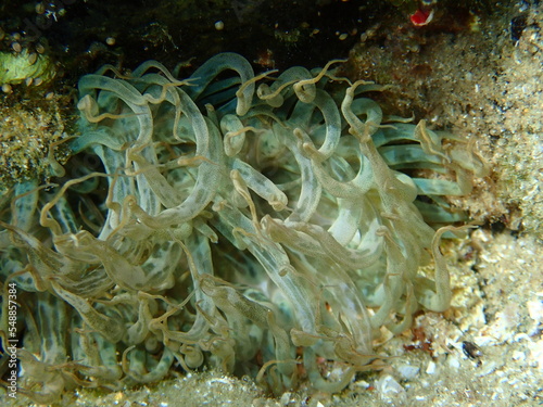 Trumpet anemone or rock anemone  glass anemone  Aiptasia mutabilis  close-up undersea  Aegean Sea  Greece  Halkidiki 