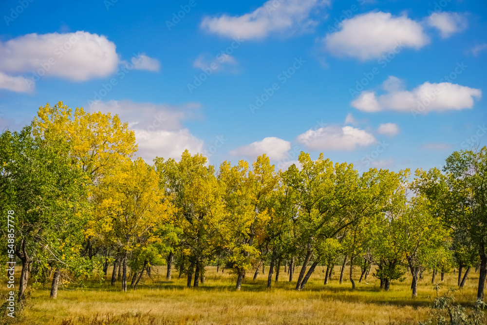 Fototapeta premium fall trees in a field