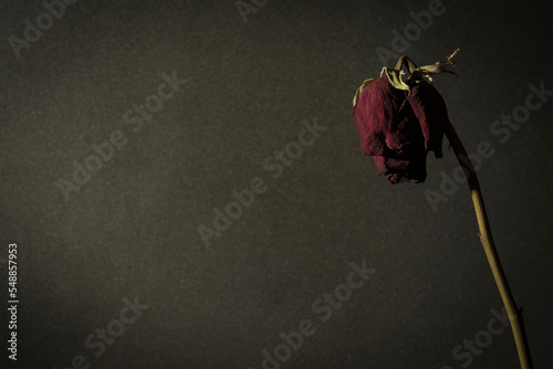 Rosa seca sobre fondo gris