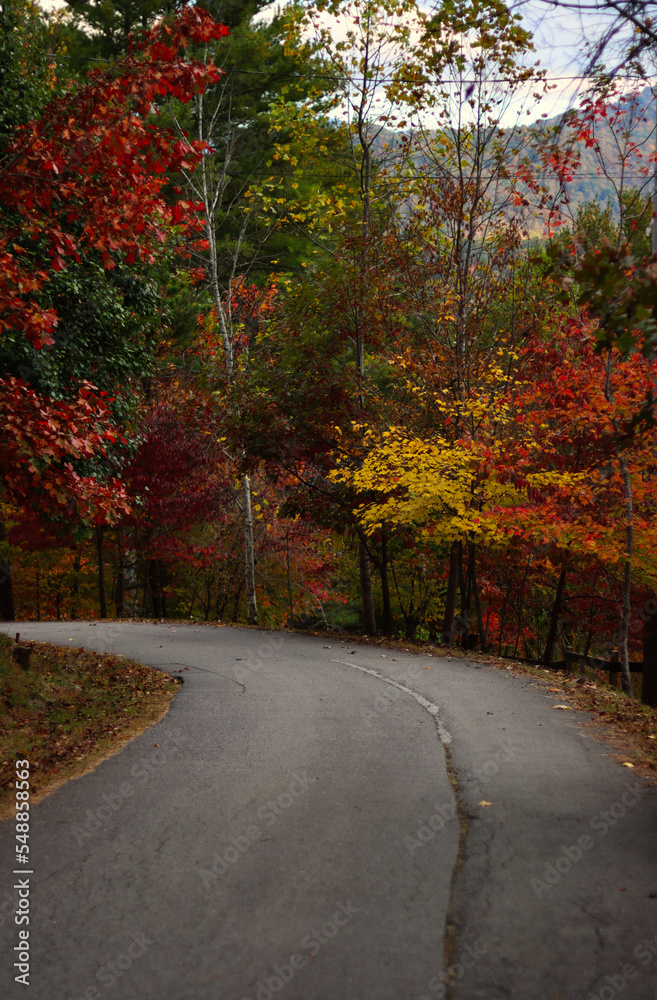 road in autumn forest road in autumn forest