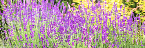 Purple lavender bushes grow on a flower bed in the garden on a sunny summer day, banner