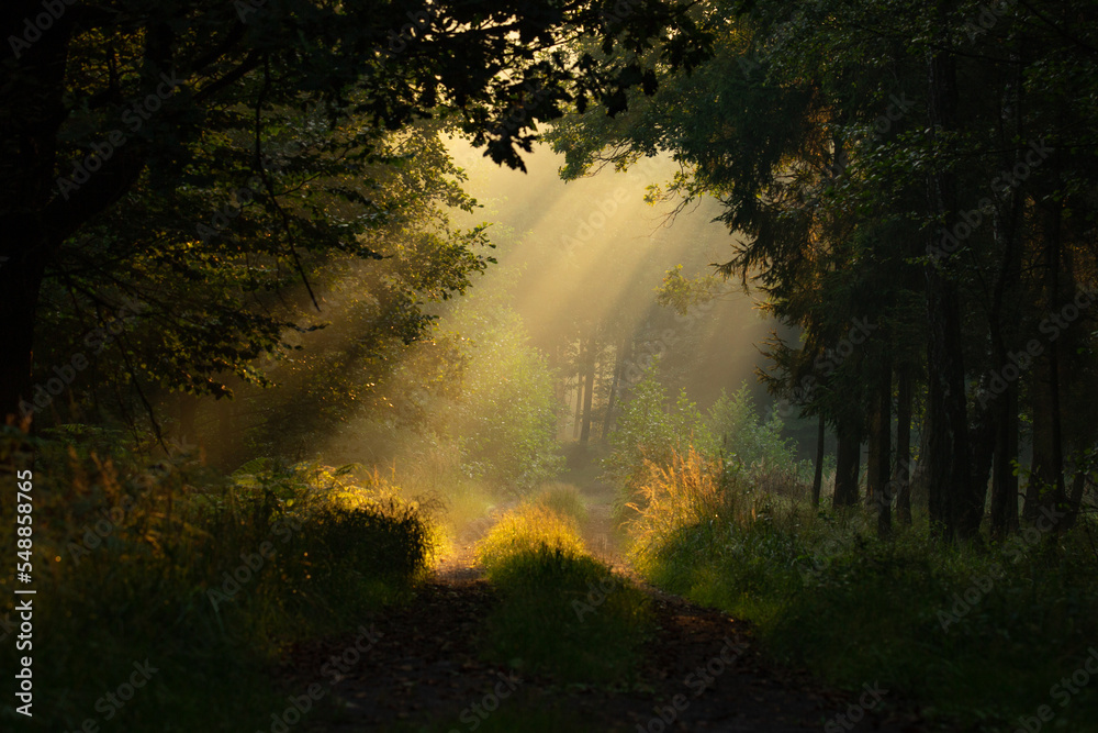 Światło w porannym lesie
