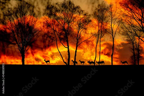 Tapety Sarny przy zachodzie słońca na horyzoncie
