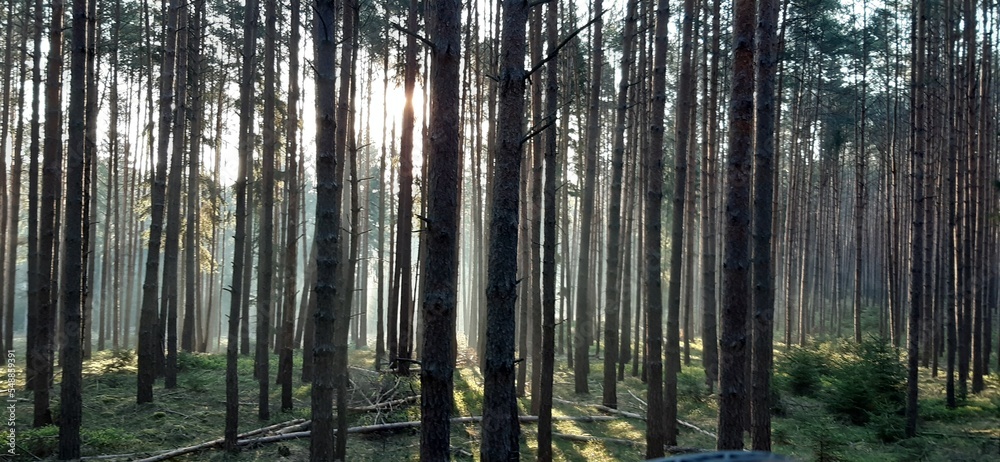 Wald Wald