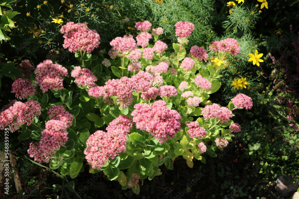 Hylotelephium spectabile flowers in the garden, Germany Hylotelephium spectabile flowers in the garden, Germany