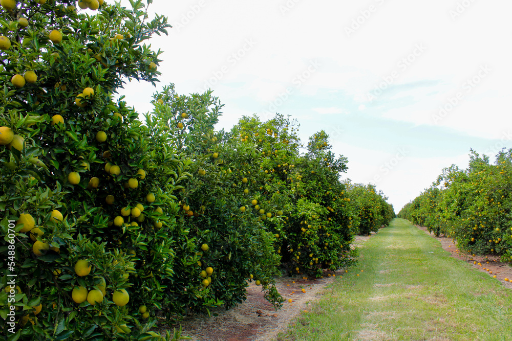 Huge orange tree full of fruits with road in the background Huge orange tree full of fruits with road in the background