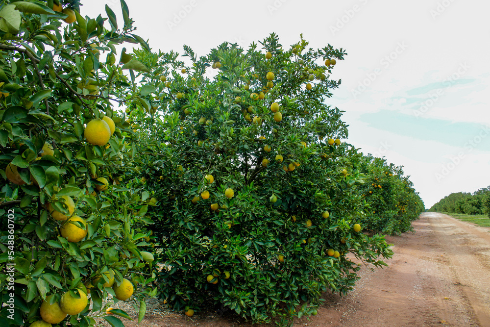 Huge orange tree full of fruits with road in the background