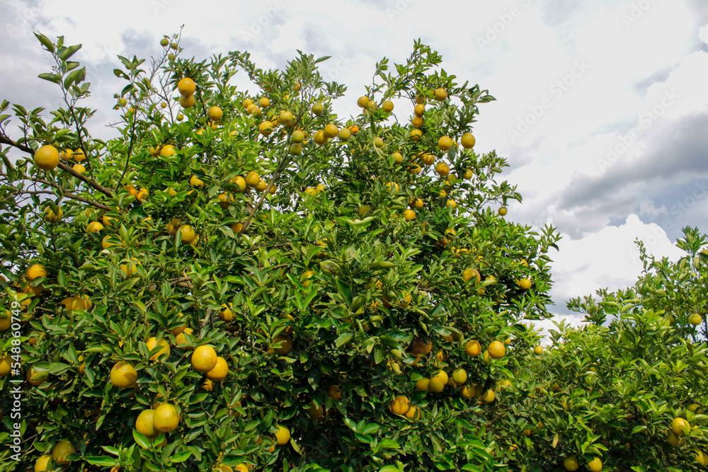 Tree full of oranges Tree full of oranges