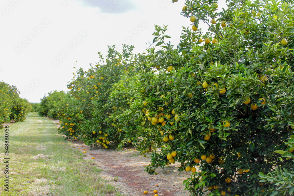 Field filled with orange trees Field filled with orange trees