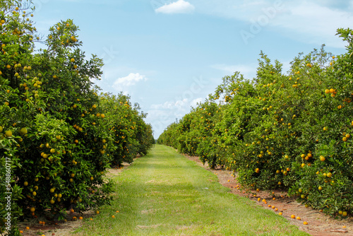 Field covered with orange trees