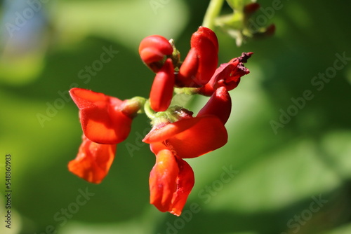 Red flowers of Phaseolus coccineus in the garden, Germany photo