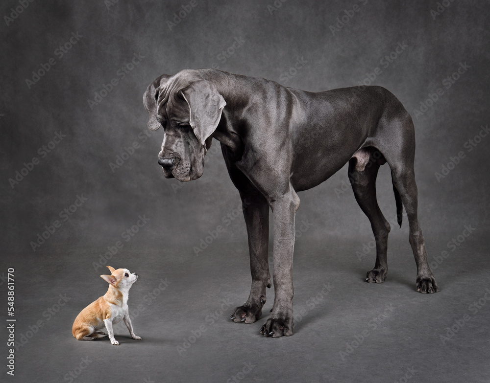 Small and large dogs standing face to face - obrazy, fototapety, plakaty 