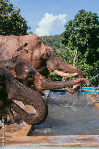 Elefantes bebiendo agua