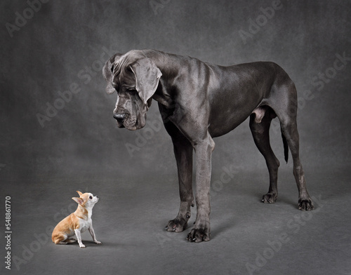 Small and large dogs standing face to face