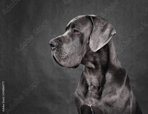 Portrait of Great Dane dog