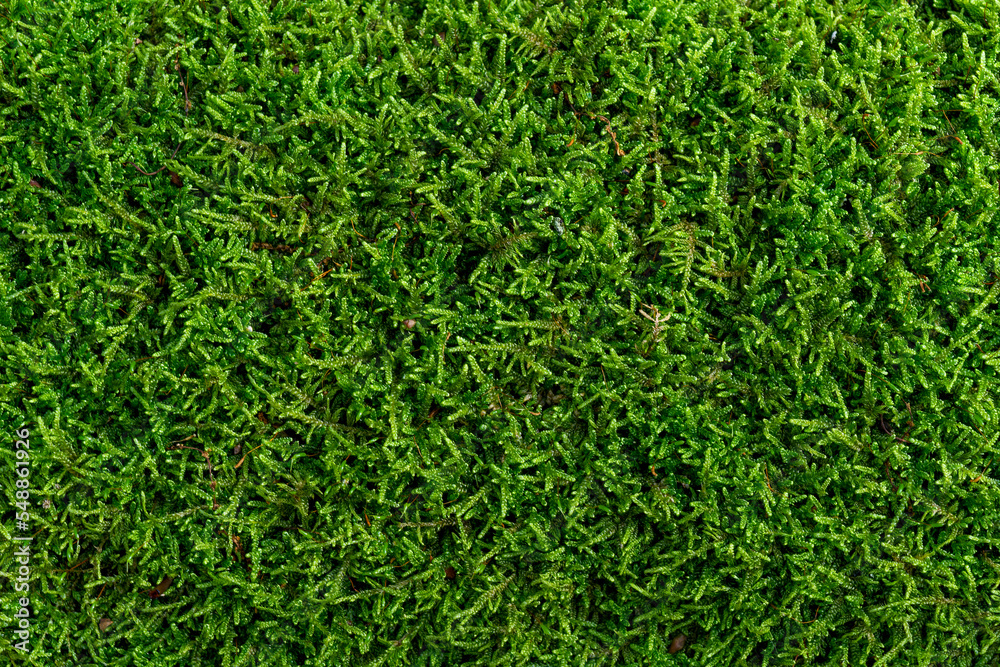 Fototapeta premium Natural moss in nature. Green moss background texture.