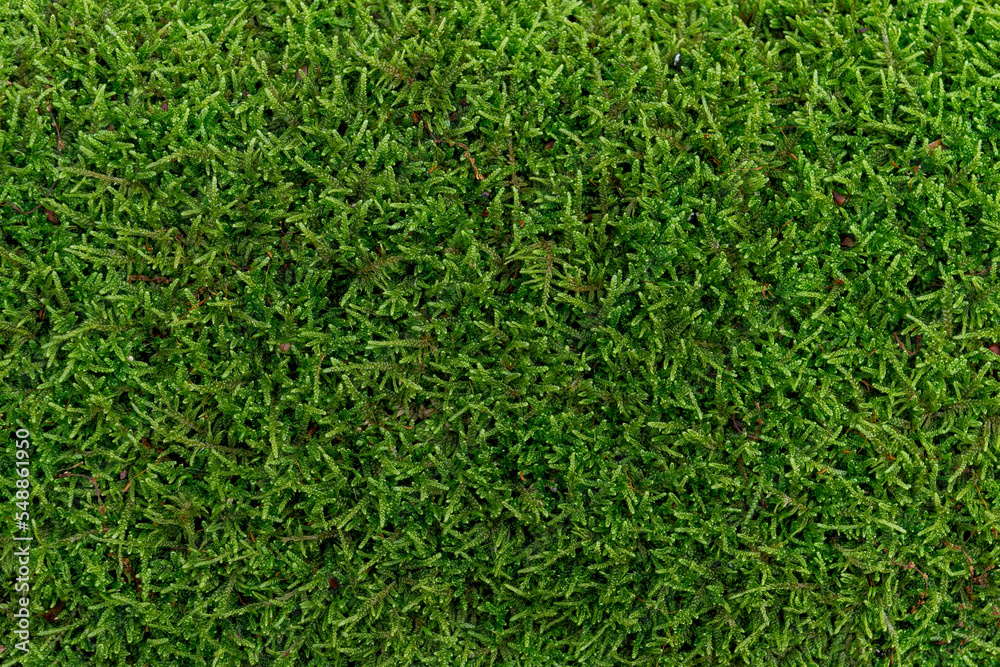 Natural moss in nature. Green moss background texture. Natural moss in nature. Green moss background texture.