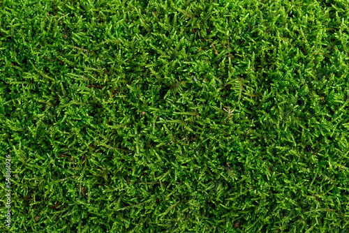 Natural moss in nature. Green moss background texture.