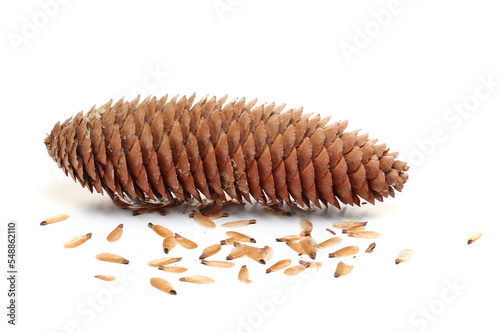 Pine cone and seeds isolated on white, side view  