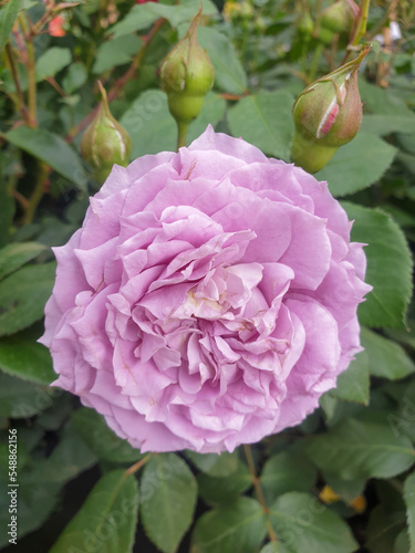 Fototapeta Naklejka Na Ścianę i Meble -  Gallic rose also rose of Provins (in german Essig-Rose also Gallica-Rose) Rosa gallica