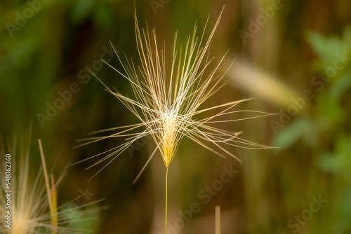 Closeup of an Aegilops biuncialis photo