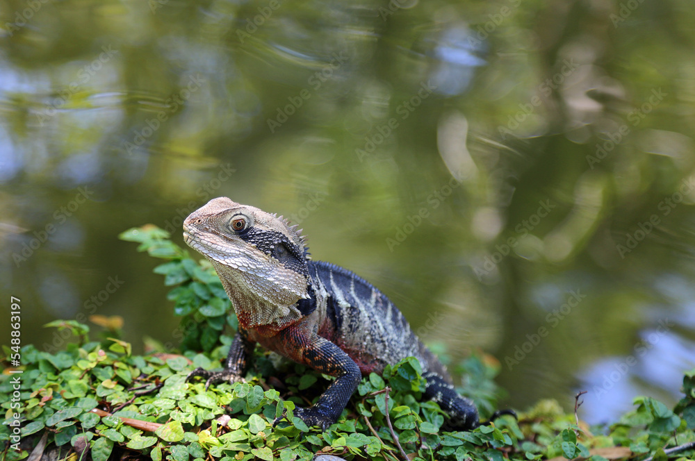 Obraz premium Water dragon on water - Australian water dragon - Australia