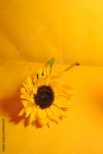 Sunflower and yellow background