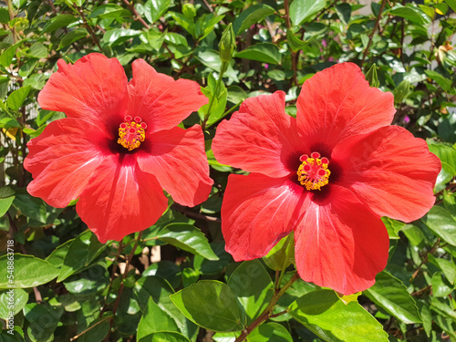 Two red hebiscus flower blooms on a bush on a sunny day.