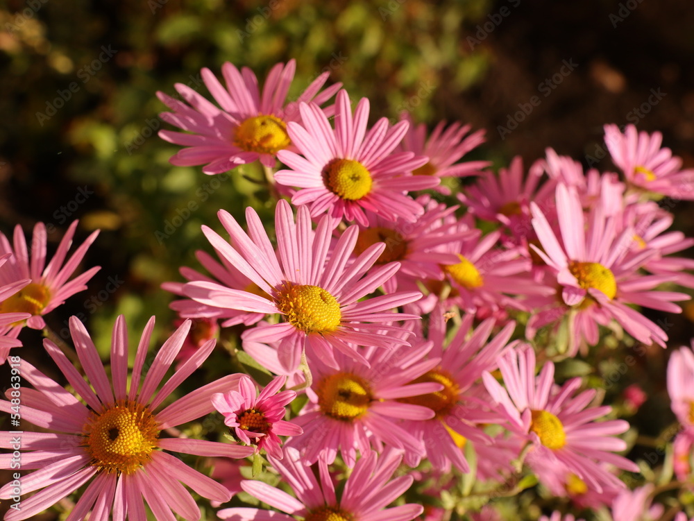 Closeup pink chrysanthemum flowers in autumn garden as floriculture collection Closeup pink chrysanthemum flowers in autumn garden as floriculture collection