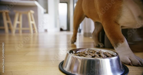 Animal care, dog bowl with food in house and unhappy with diet or new brand of dog food. Excited bulldog running, picky eating and nutritional meal for healthy growth and development for pet at home. photo